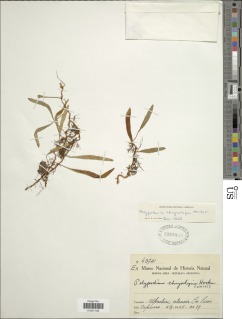 Adetogramma chrysolepis image