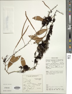 Pyrrosia novoguineae image