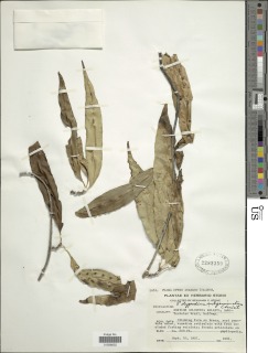 Phymatosorus cromwellii image
