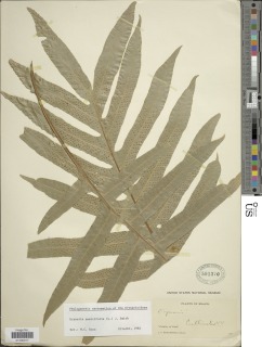 Aglaomorpha quercifolia image