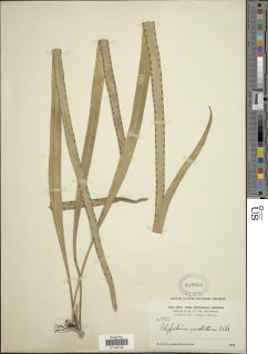 Lepisorus longifolius image