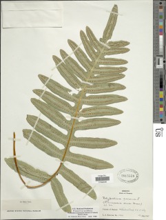 Phlebodium areolatum image