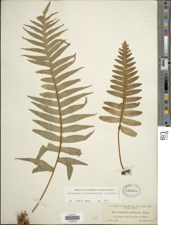 Image of Polypodium colpodes