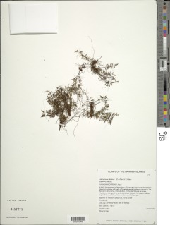 Adenophorus abietinus image
