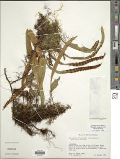 Pleopeltis mexicana image