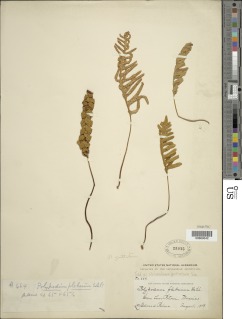 Pleopeltis guttata image