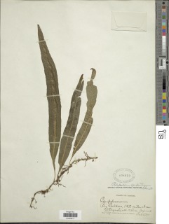 Campyloneurum serpentinum image