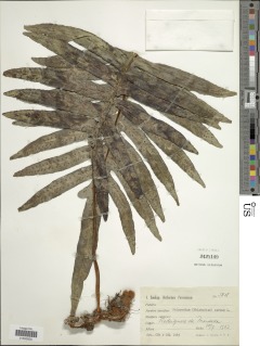 Phlebodium areolatum image
