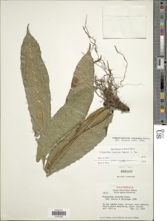 Campyloneurum tenuipes image
