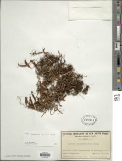 Pyrrosia rupestris image