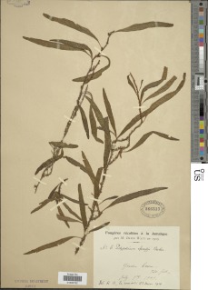 Microgramma heterophylla image