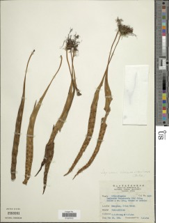 Lepisorus obscurevenulosus image