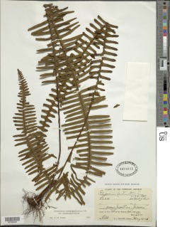 Pecluma camptophyllaria image