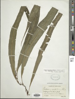 Campyloneurum serpentinum image