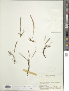 Image of Selliguea gracilipes