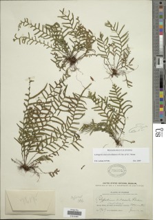 Image of Polypodium chiricanum