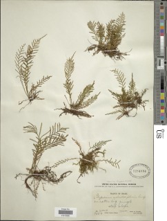 Moranopteris achilleifolia image