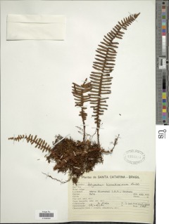Pleopeltis hirsutissima image