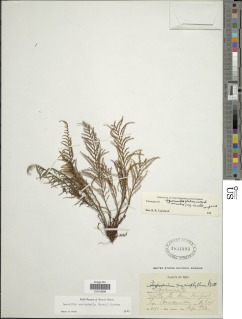 Moranopteris longisetosa image