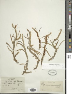Microgramma rosmarinifolia image