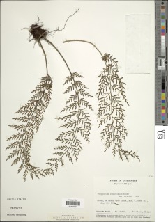 Image of Polypodium lindenianum