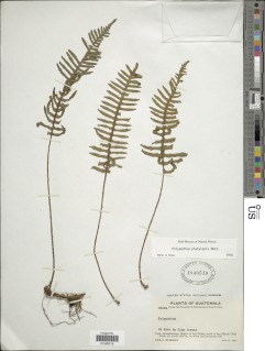 Pleopeltis platylepis image
