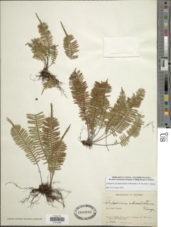 Lellingeria apiculata image