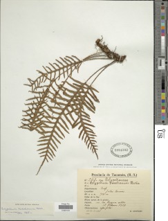 Pleopeltis tweediana image