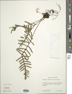 Pleopeltis remota image