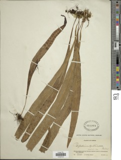 Lepisorus sublinearis image