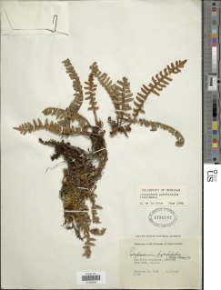 Pleopeltis pyrrholepis image