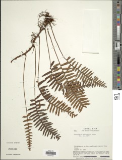Pleopeltis macrolepis image