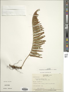 Image of Polypodium fuscopetiolatum