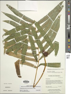 Polypodium pleurosorum image