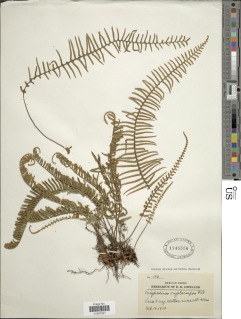 Pleopeltis cryptocarpa image