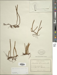 Pyrrosia linearifolia image