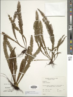 Image of Prosaptia deltoideophylla