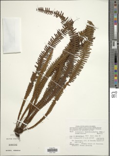 Prosaptia barathrophylla image