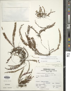 Lellingeria ciliolepis image