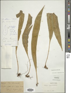 Polypodium longipetiolatum image