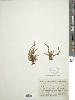 Moranopteris trichomanoides image
