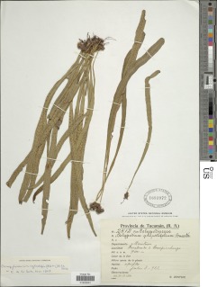 Campyloneurum aglaolepis image