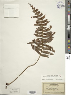 Polypodium pellucidum image