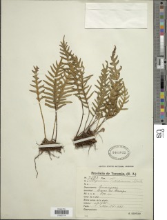 Pleopeltis tweediana image