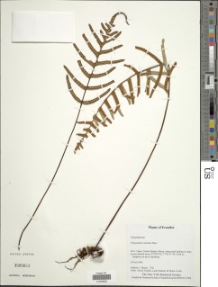 Pleopeltis remota image