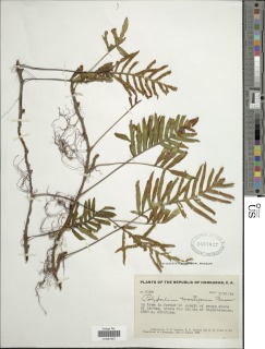 Pleopeltis montigena image