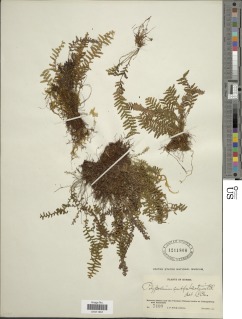 Tomophyllum donianum image