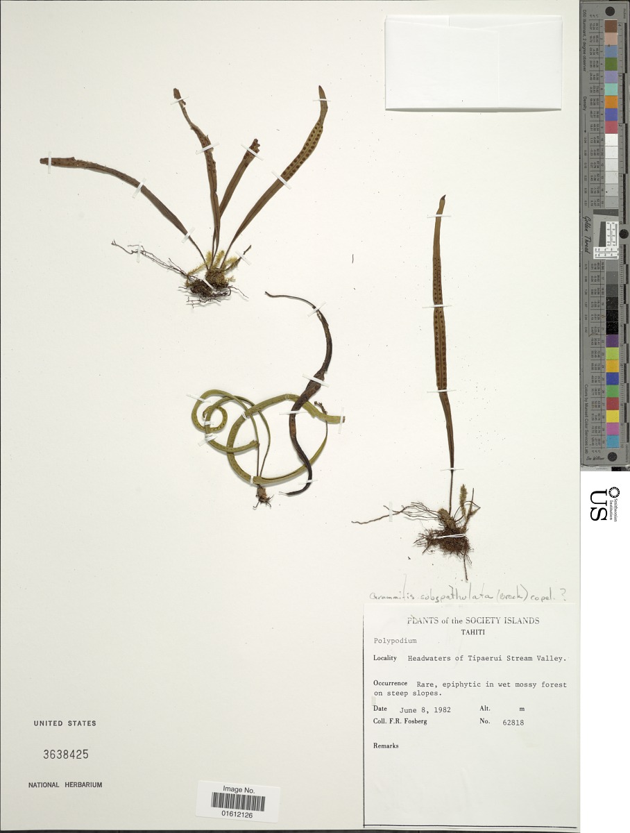 Oreogrammitis subspathulata image