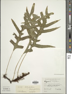 Aglaomorpha rigidula image