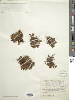 Notogrammitis patagonica image